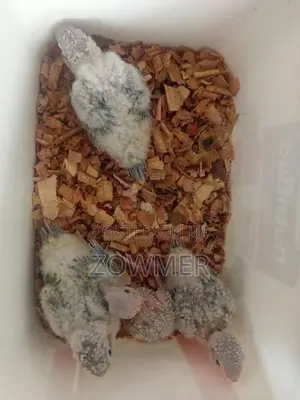 Red Factor Pineapple Conure Birds