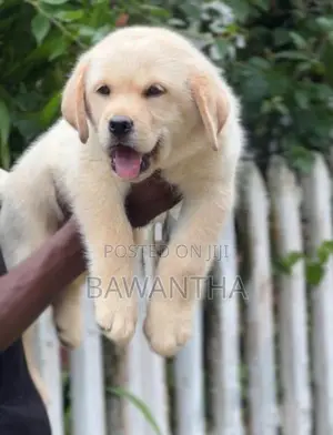Labrador Puppy
