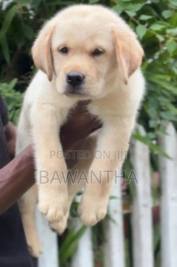 Labrador Puppy