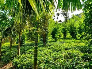 Tea Estate For Sale In Wattegama, Kandy