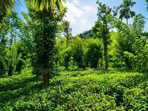 Tea Estate For Sale In Wattegama, Kandy