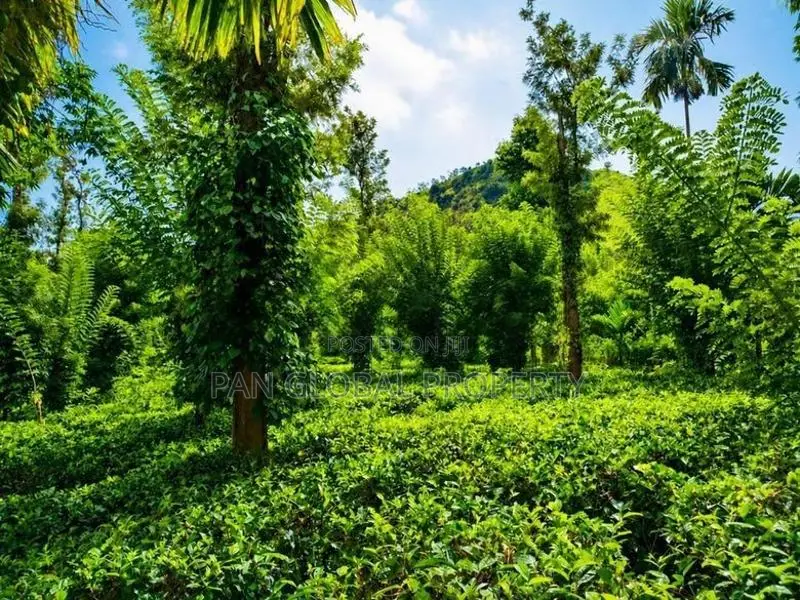 Tea Estate For Sale In Wattegama, Kandy