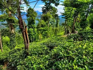 Tea Estate For Sale In Wattegama, Kandy