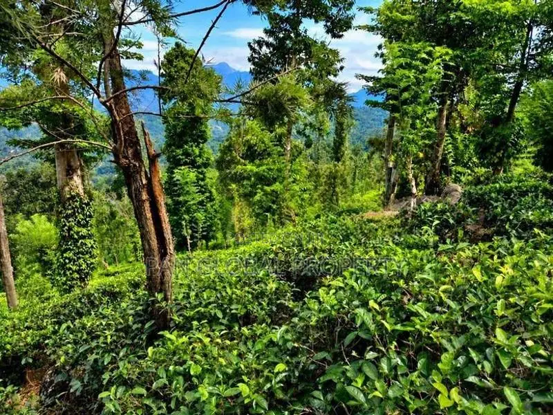 Tea Estate For Sale In Wattegama, Kandy