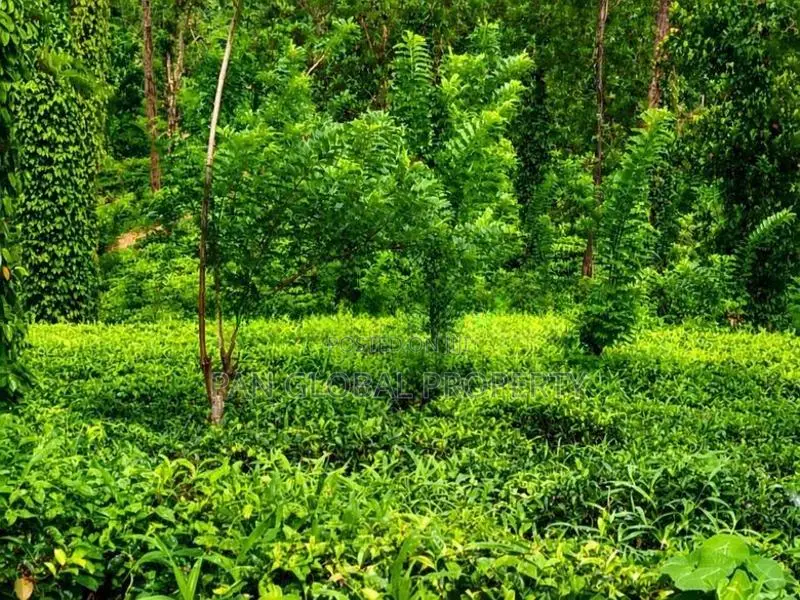 Tea Estate For Sale In Wattegama, Kandy