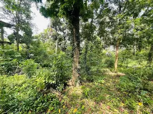 117 Perches Land for Sale – Arangala