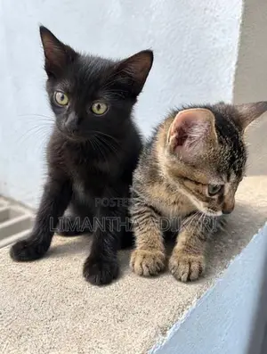 Tom Cats