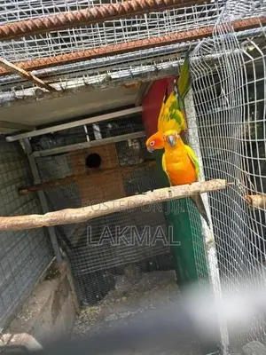 Sun Conure Birds