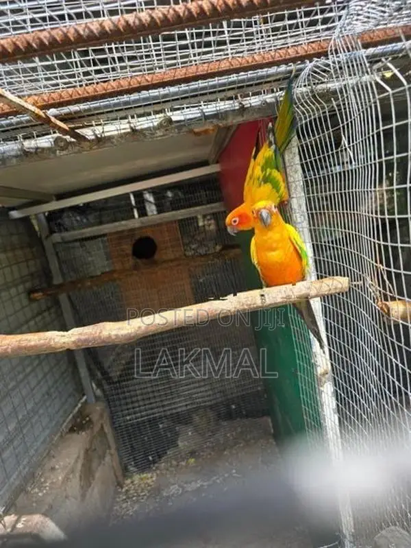 Sun Conure Birds