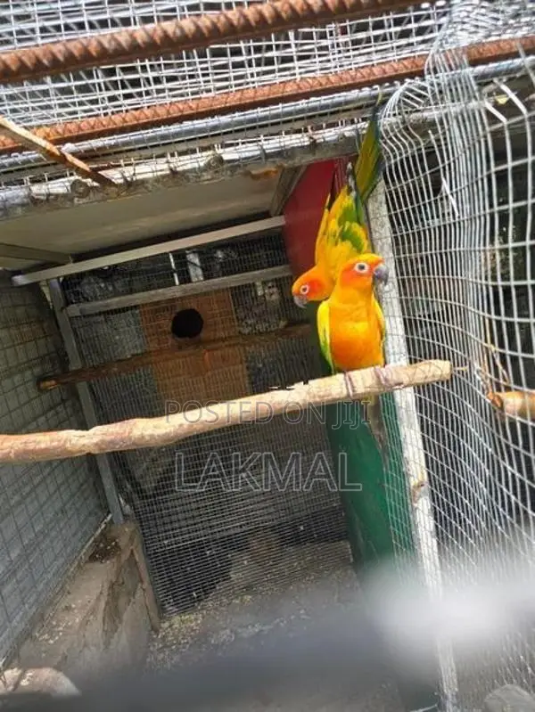 Sun Conure Birds