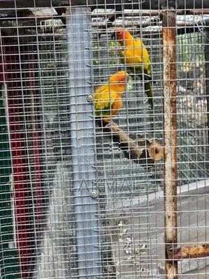 Sun Conure Birds