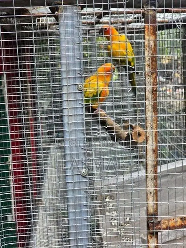 Sun Conure Birds