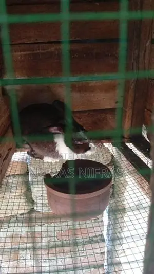 3 Female 2kutty 1male