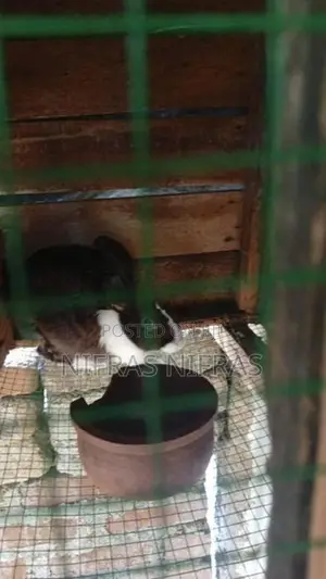 3 Female 2kutty 1male