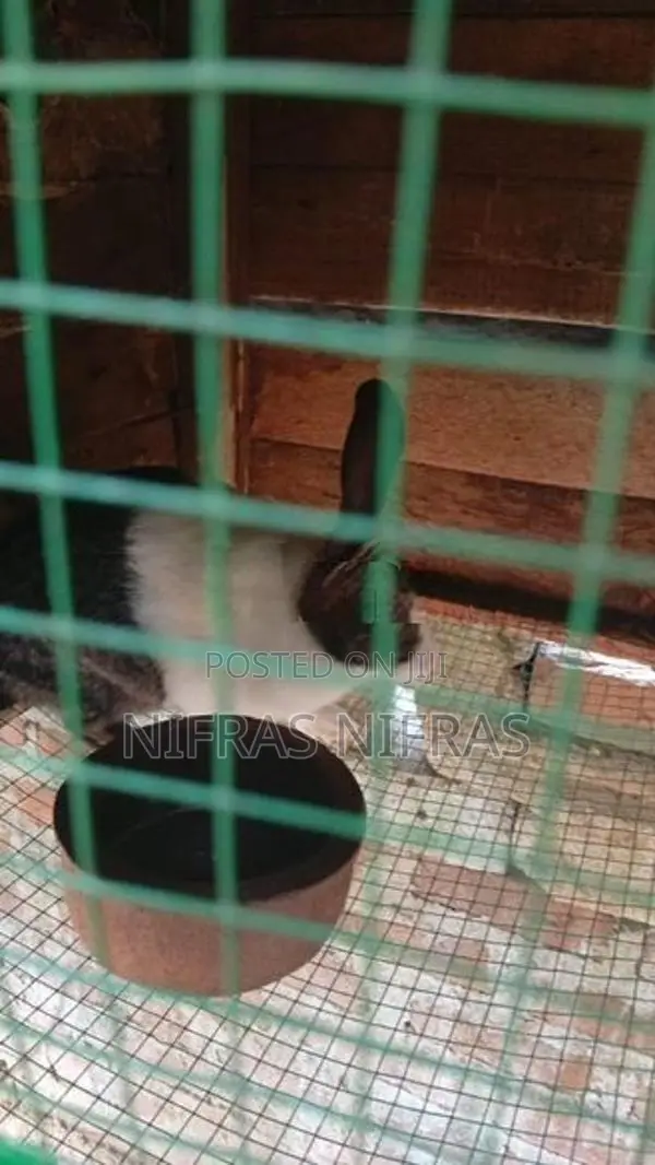 3 Female 2kutty 1male