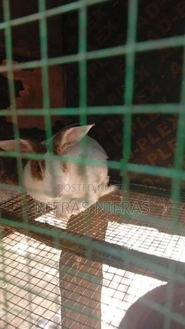 3 Female 2kutty 1male