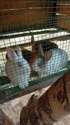 3 Female 2kutty 1male