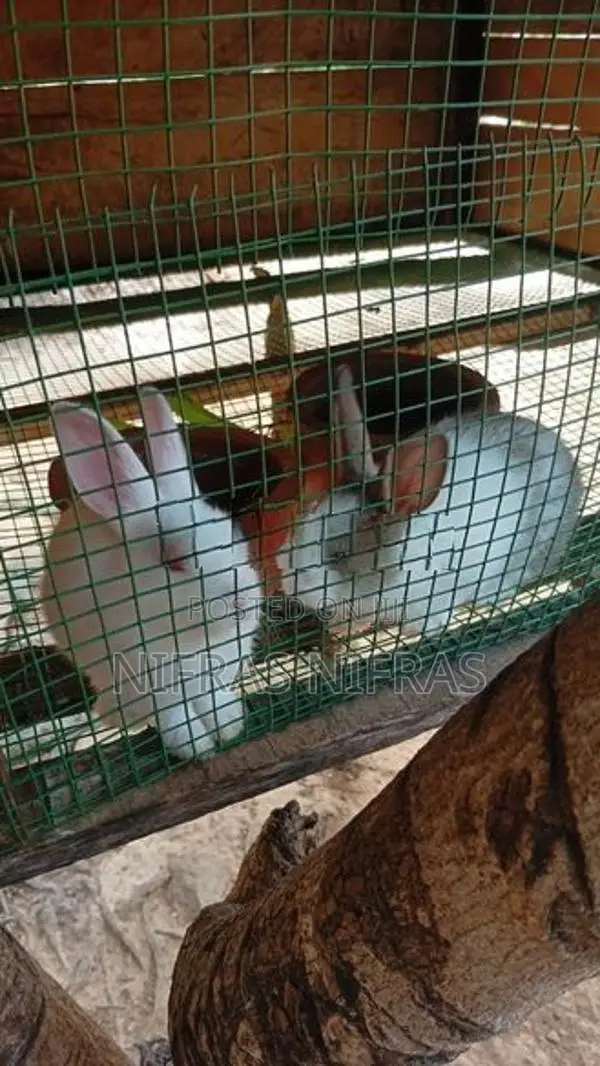 3 Female 2kutty 1male