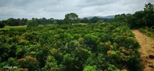 Alphonso mango state for sale in anuradapura