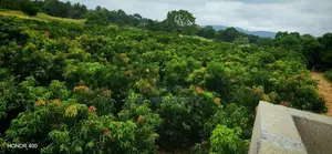 Alphonso mango state for sale in anuradapura