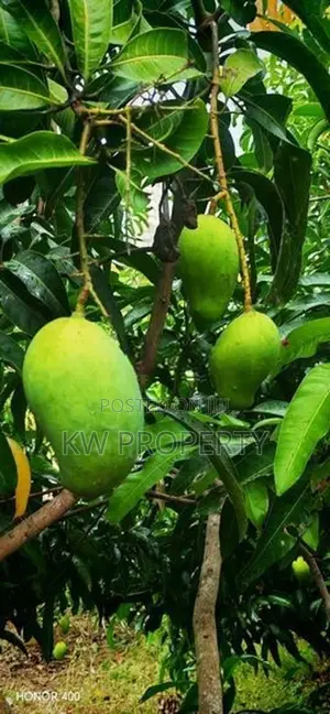Alphonso mango state for sale in anuradapura