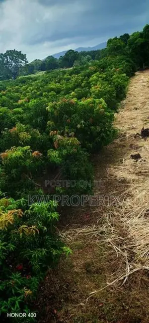 Alphonso mango state for sale in anuradapura