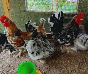 කොචින් බැන්ටම් කුකුළන්