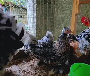 කොචින් බැන්ටම් කුකුළන්