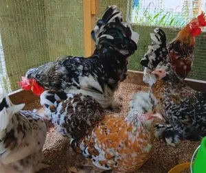 කොචින් බැන්ටම් කුකුළන්