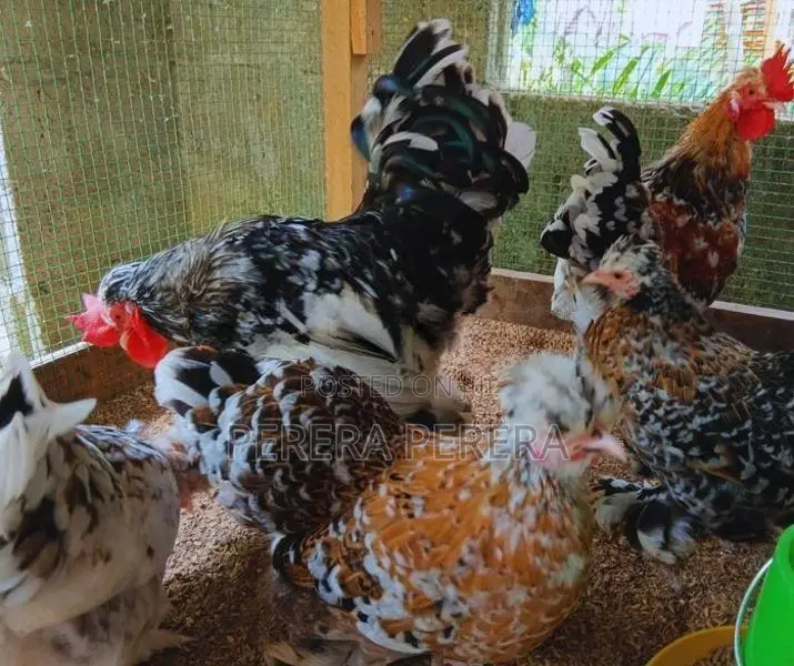 කොචින් බැන්ටම් කුකුළන්