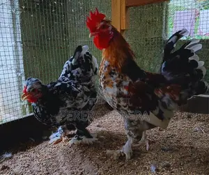 කොචින් බැන්ටම් කුකුළන්
