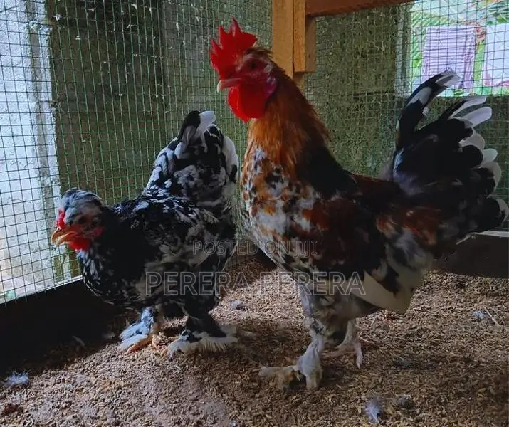 කොචින් බැන්ටම් කුකුළන්