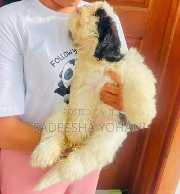 Female Shih Tzu Puppy Vaccinated