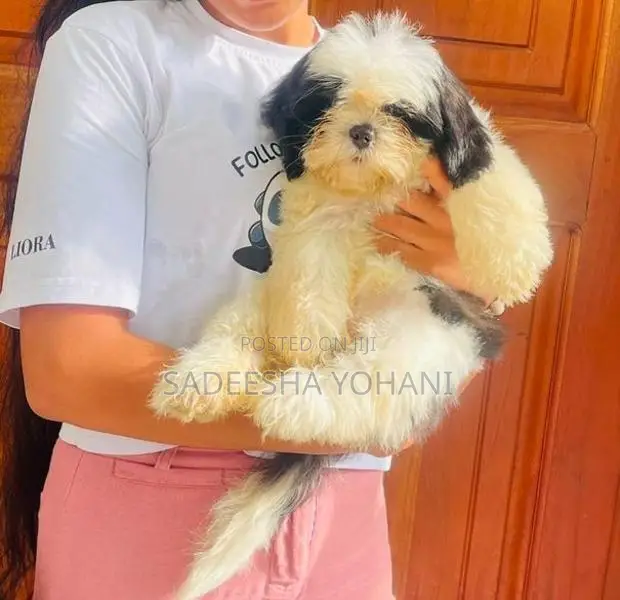 Female Shih Tzu Puppy Vaccinated