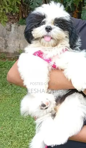 Female Shih Tzu Puppy Vaccinated