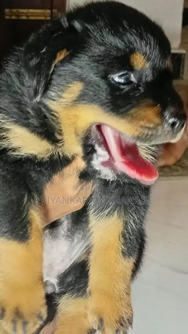 Rottweiler