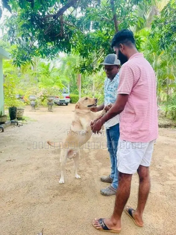 Labrador Dog Cross