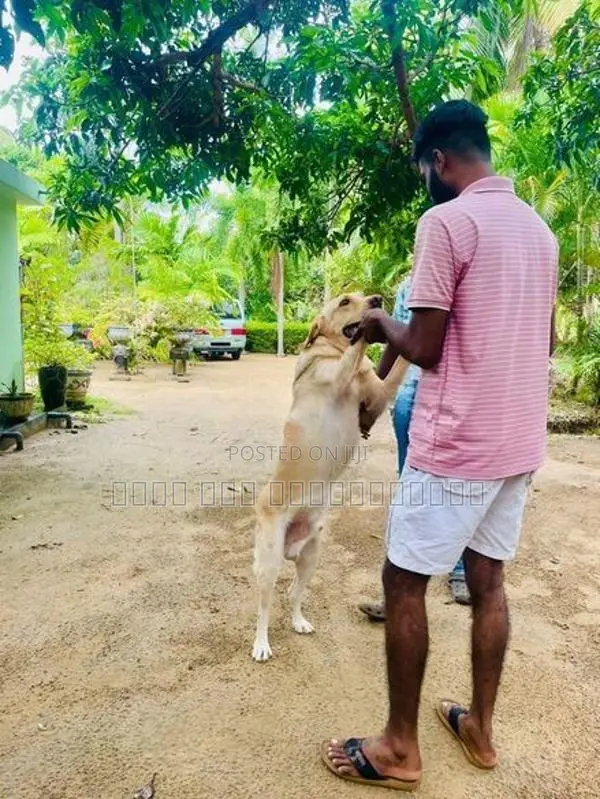 Labrador Dog Cross
