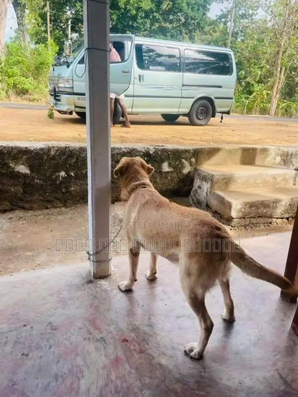 Labrador Dog Cross