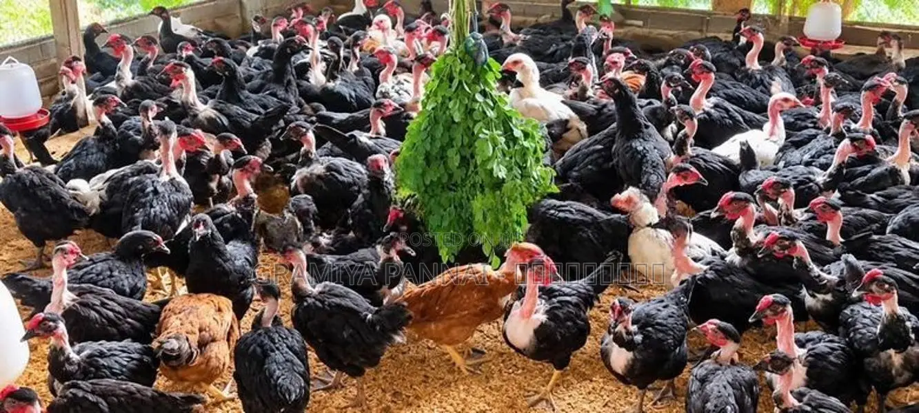 மூன்று மாத ஊர்க்கோழிகள் மலிவு விலையில்