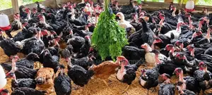 மூன்று மாத ஊர்க்கோழிகள் மலிவு விலையில்