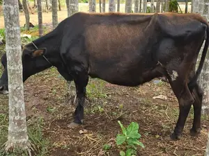 மாடுகளும்