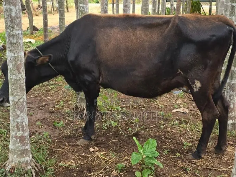மாடுகளும்