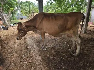 மாடுகளும்