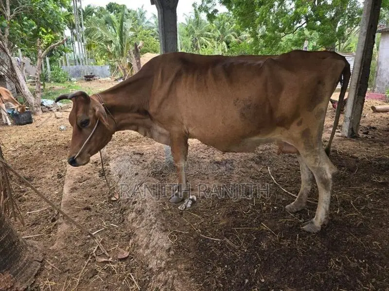 மாடுகளும்
