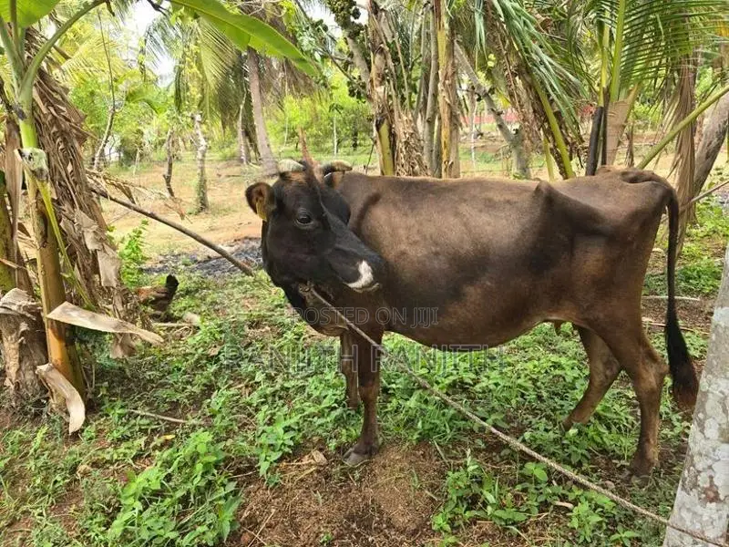 மாடுகளும்