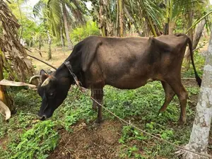 மாடுகளும்