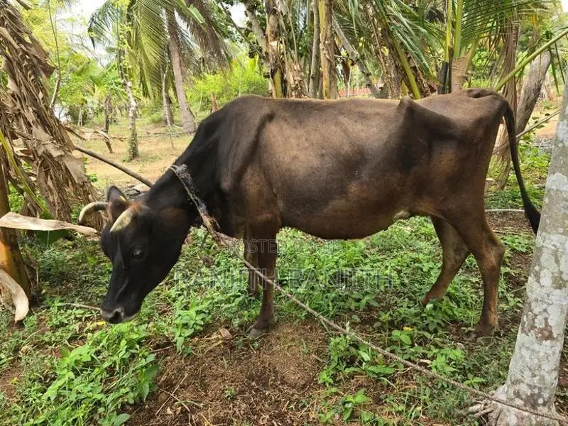 மாடுகளும்