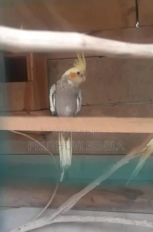 Cocktail Birds