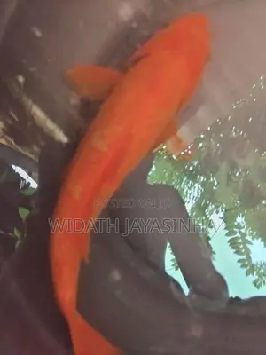 Koi Carp
